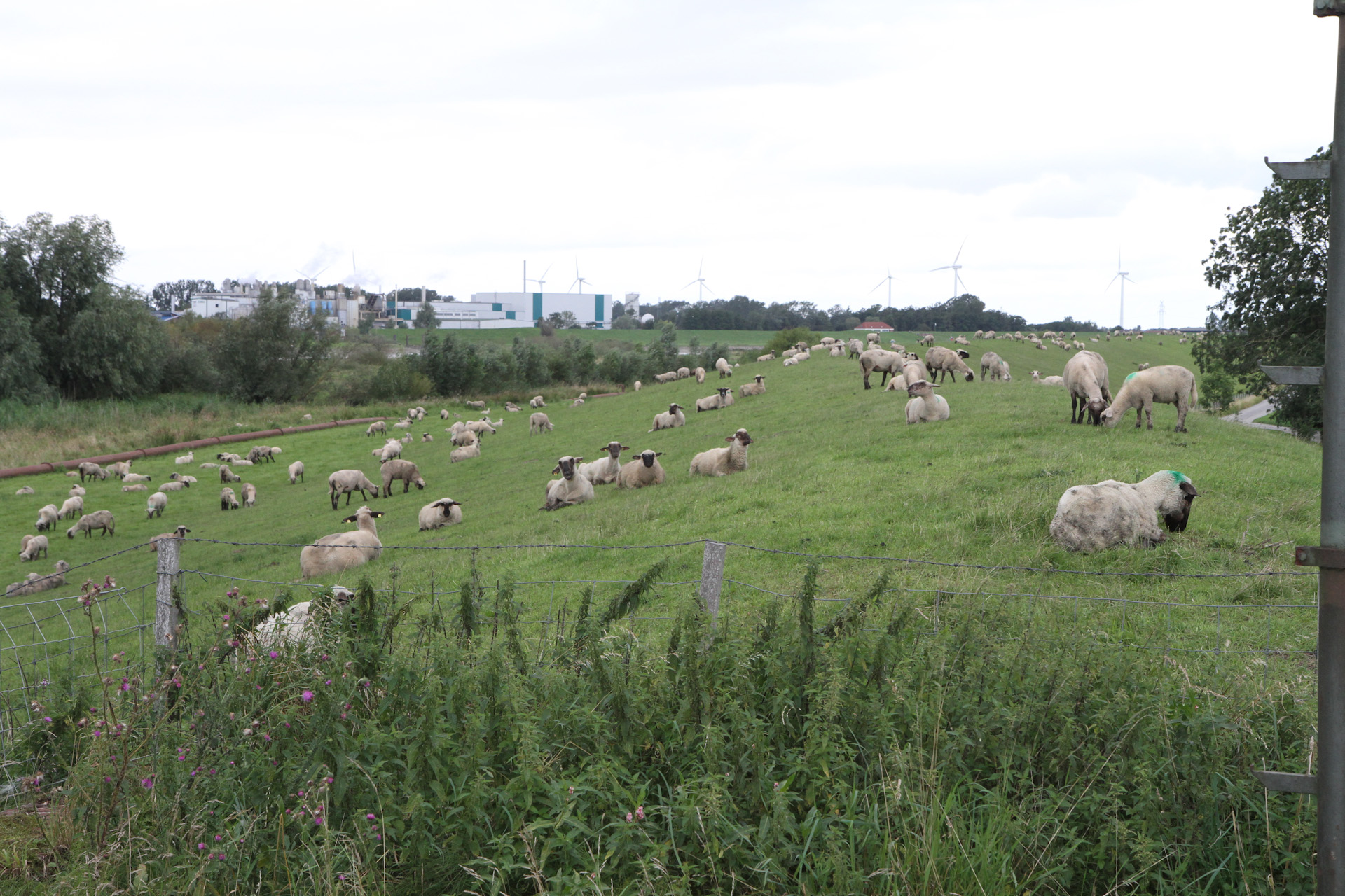 Radtour-Friesland_2011_08_19_0238.jpg
