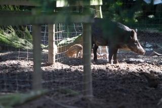 escot_gardens_2012_10_04_043