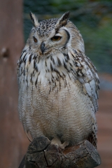 escot_gardens_2012_10_04_077