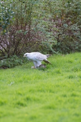 escot_gardens_2012_10_04_229