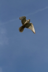 escot_gardens_2012_10_04_239