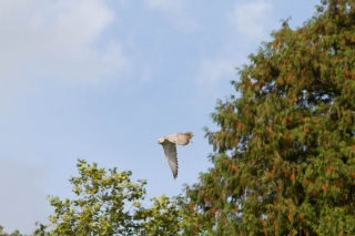 escot_gardens_2012_10_04_256