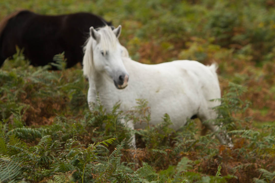 Dartmoor_2012_09_30_0026.jpg