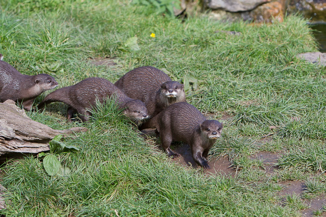 escot_gardens_2012_10_04_068
