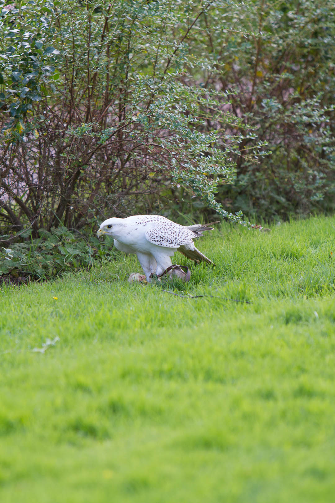 escot_gardens_2012_10_04_229