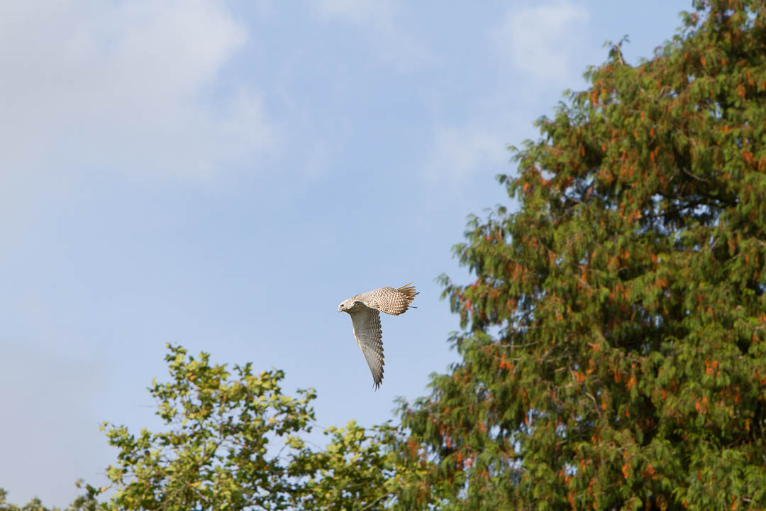 escot_gardens_2012_10_04_256