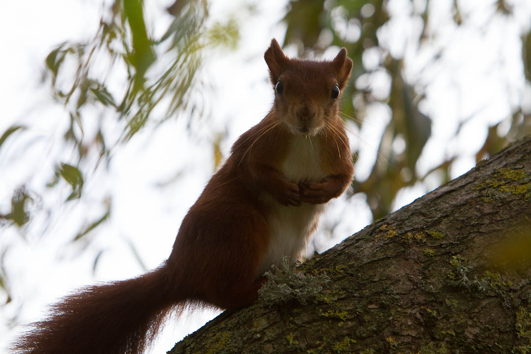 escot_gardens_2012_10_04_298