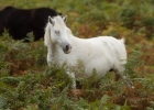 dartmoor_2012_09_30_0026
