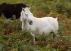 Dartmoor_2012_09_30_0026.jpg