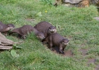 escot_gardens_2012_10_04_068