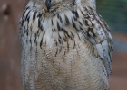 escot_gardens_2012_10_04_077