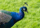 escot_gardens_2012_10_04_174