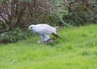 escot_gardens_2012_10_04_229