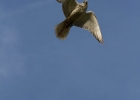 escot_gardens_2012_10_04_239