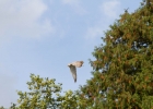 escot_gardens_2012_10_04_256
