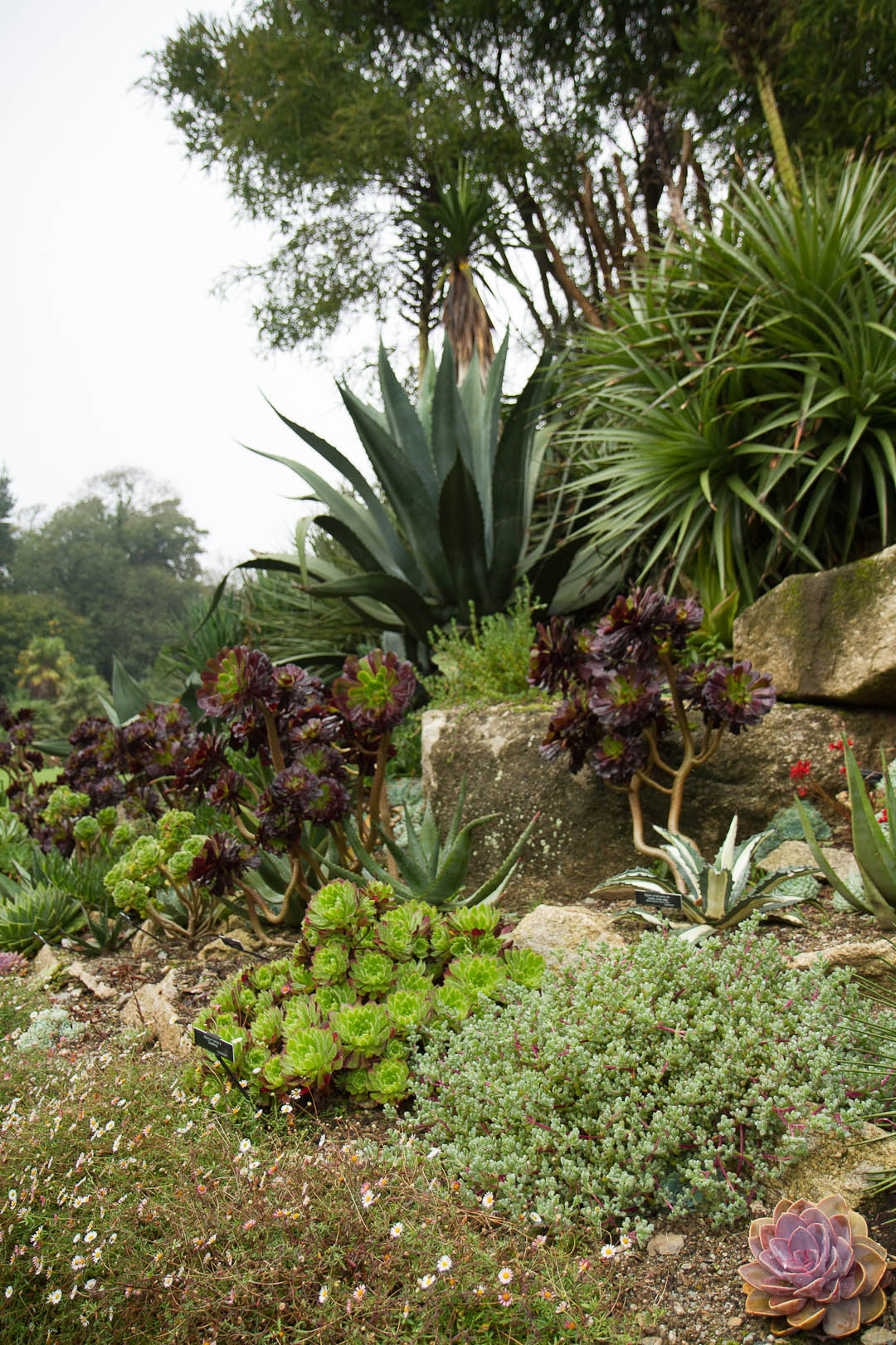 Trebah Garden