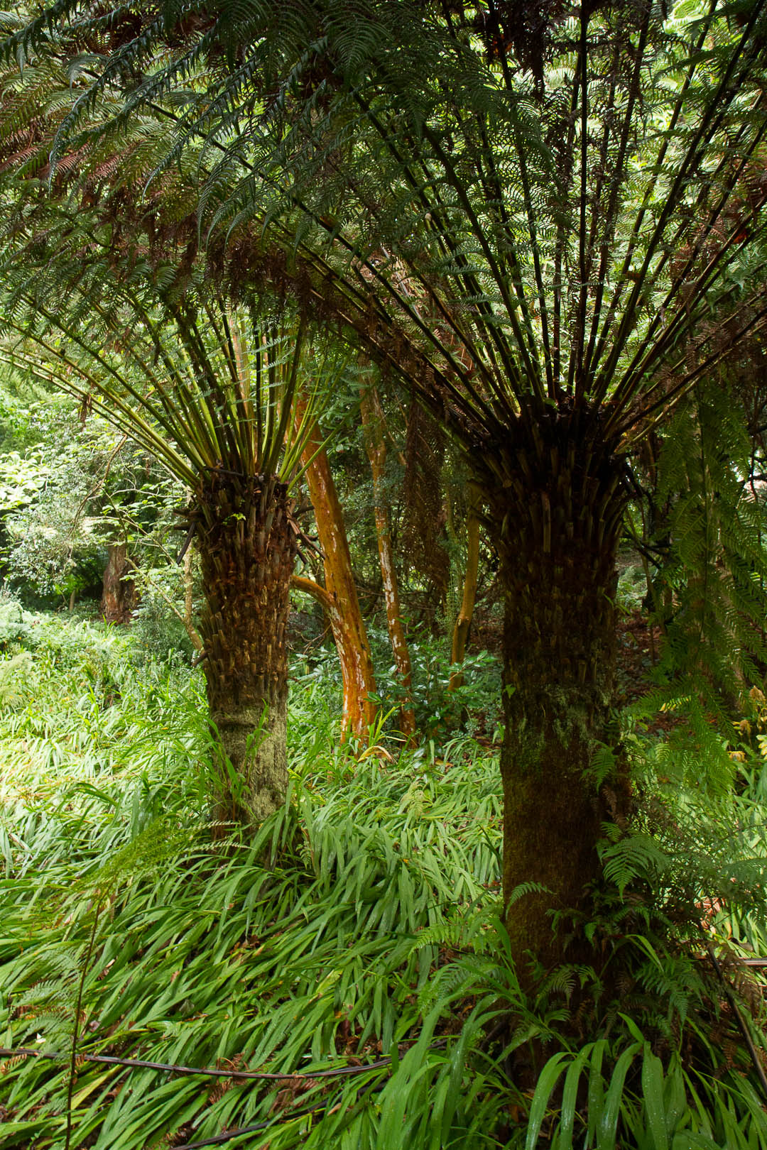 Trebah Garden