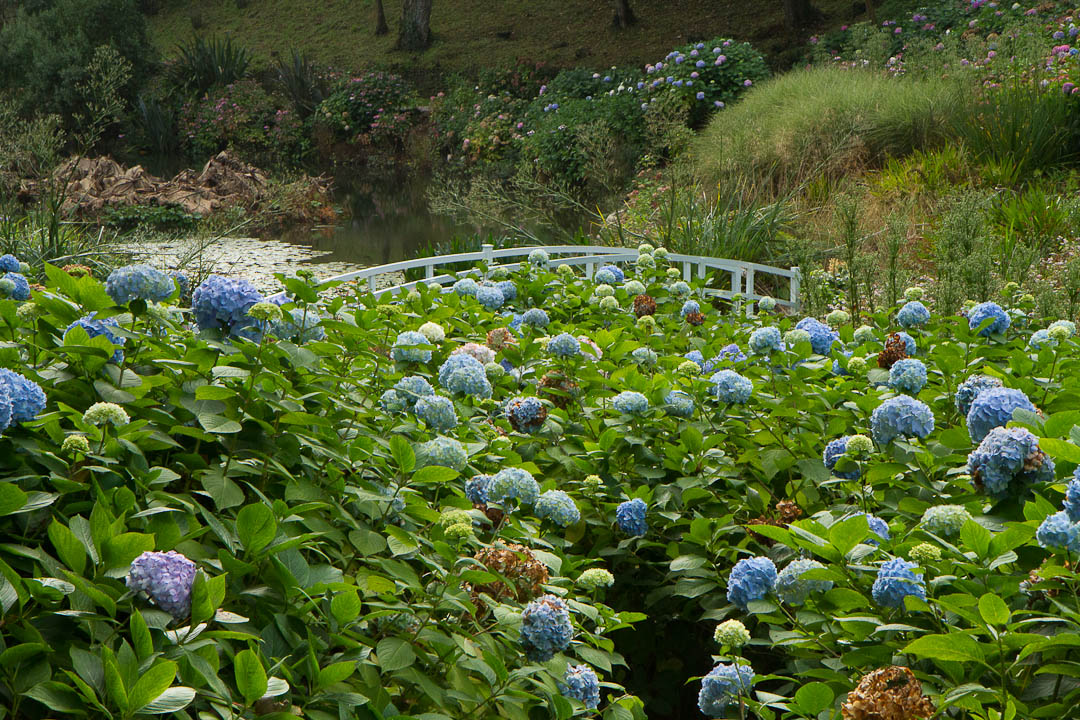 Trebah Garden