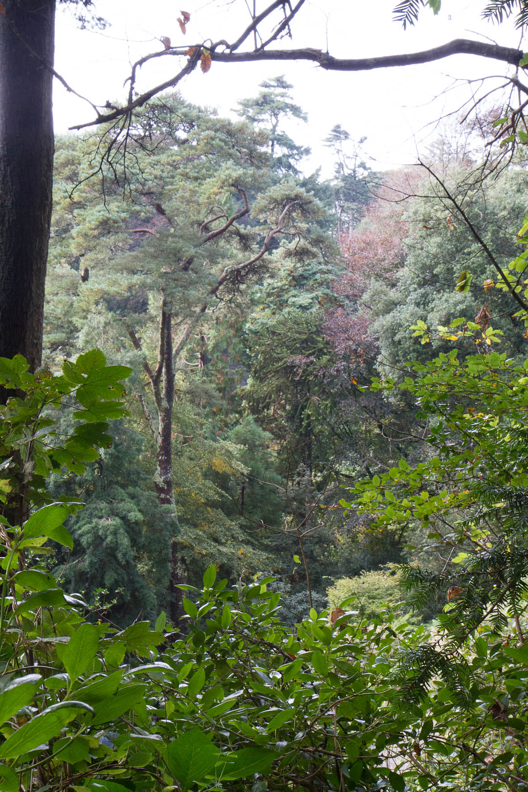 Trebah Garden