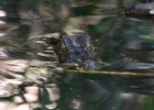 _IW_4612.jpg