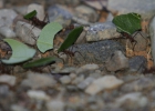 _IW_5466-Edit
