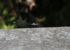 _IW_7294