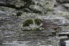 _WR_8255-Edit