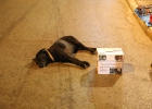 Hund mit Donations-Box