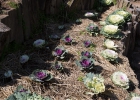 Huai Nam Dang Nationalpark