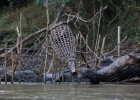Abenteuerfahrt mit dem Hausboot auf dem Kok River