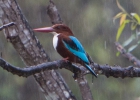 Abenteuerfahrt mit dem Hausboot auf dem Kok River
