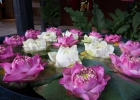 Bangkok Jimy Thompson House