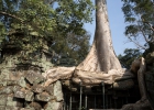 Ta Prohm