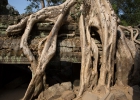 Ta Prohm