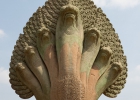Angkor Wat