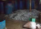 Battambang Fischpaste herstellen