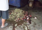 Battambang Fischpaste herstellen