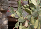 Battambang Banan Tempel