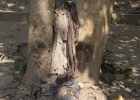 Choeungek Killing Field