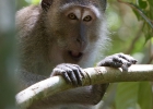 Khao Sok Nationalpark