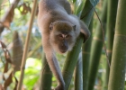 Khao Sok Nationalpark