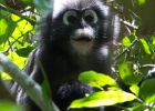 Khao Sok Nationalpark