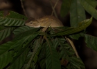 Khao Sok Nationalpark