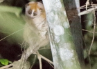 Khao Sok Nationalpark