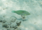 _wr_4478-jpg