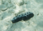 _wr_4520-jpg