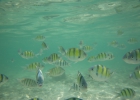 _wr_4550-jpg
