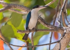 _wr_4603-jpg