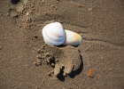 Orewa