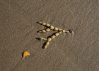 Orewa